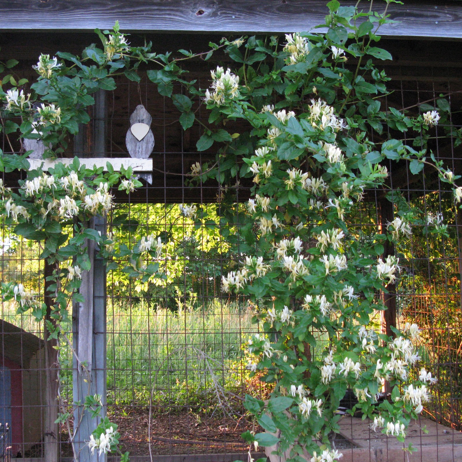 Lovely Honeysuckle Farmstead Adventures