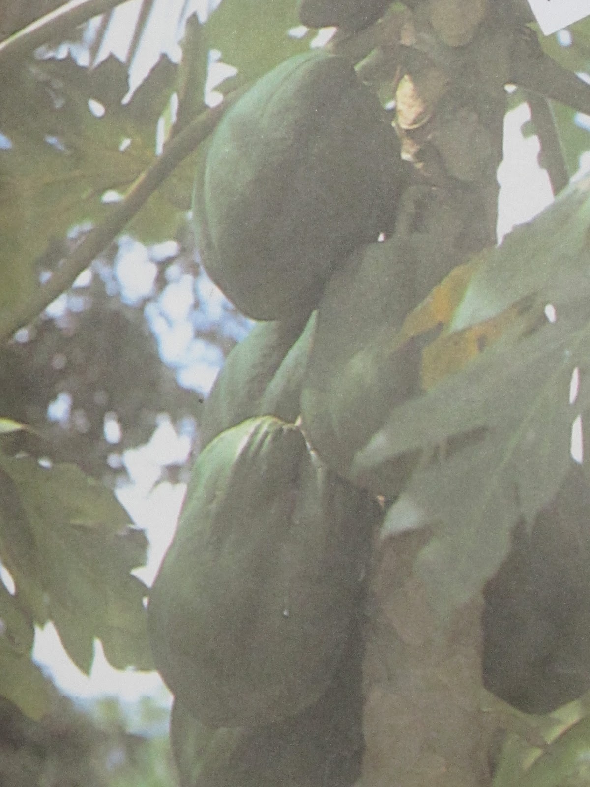 herbal leaves, herbal medicine plants and treatments: December 25, 2011