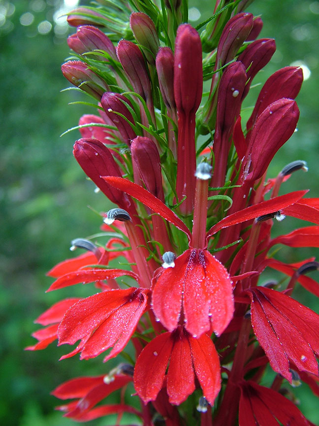 gardensduke Spring Plant Sale Preview Spotted Beebalm, Eastern