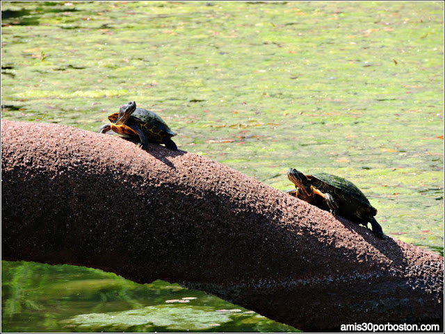  Leonhardt Lagoon en el Fair Park: Tortugas de Orejas Rojas