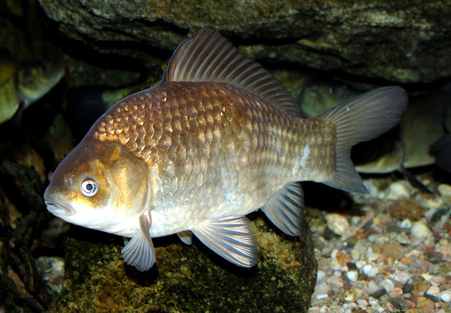 Carassius carassius Global Bilgiler