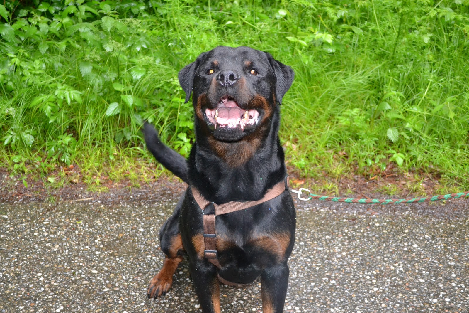Der schwarze Hund I�m singing (and dancing) in the rain
