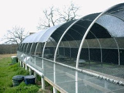 pen quail flight pens birds bobwhite raising cages coturnix cage oklahoma pheasant chickens ok chicks rhode island recall chicken quails