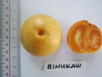 garcinia binucao health benefits garcinia binucao health benefits