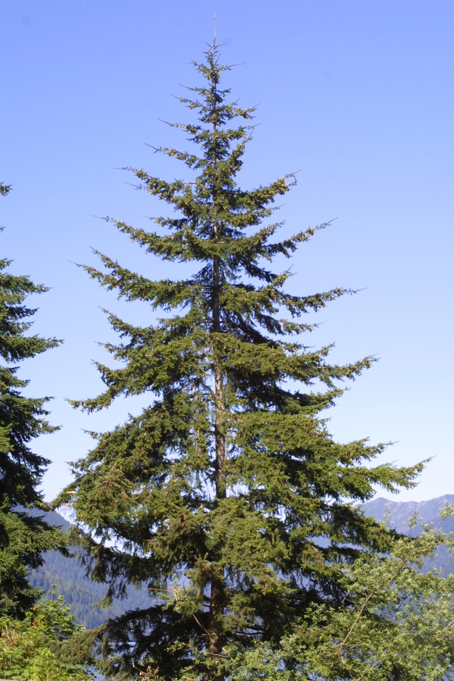 le-blog-notes-de-la-mansarde-quel-est-l-arbre-qui-d-tient-le-record-de