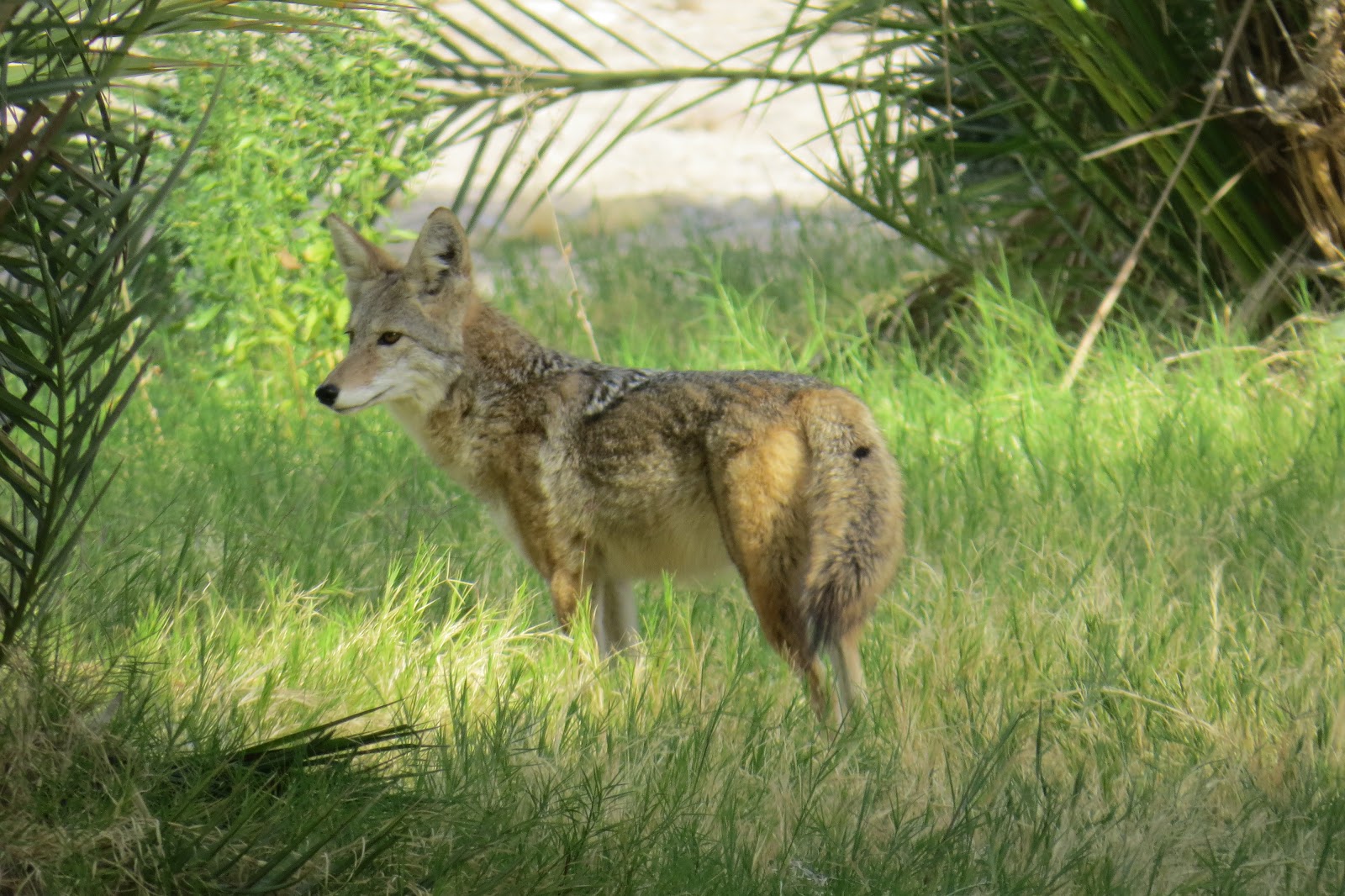 Mammals of Southern Arizona