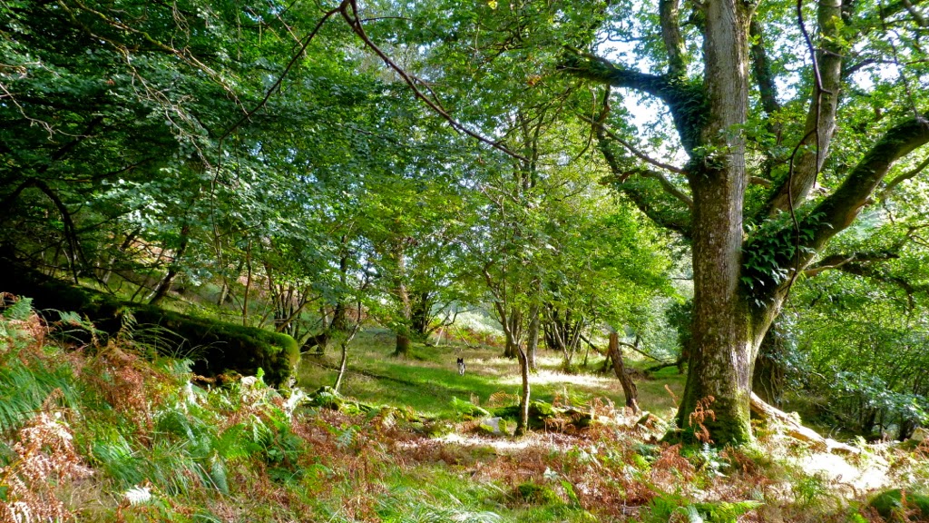 Stock Wood Farm, 45 acres of Stunning Exmoor Land For Sale Grazing