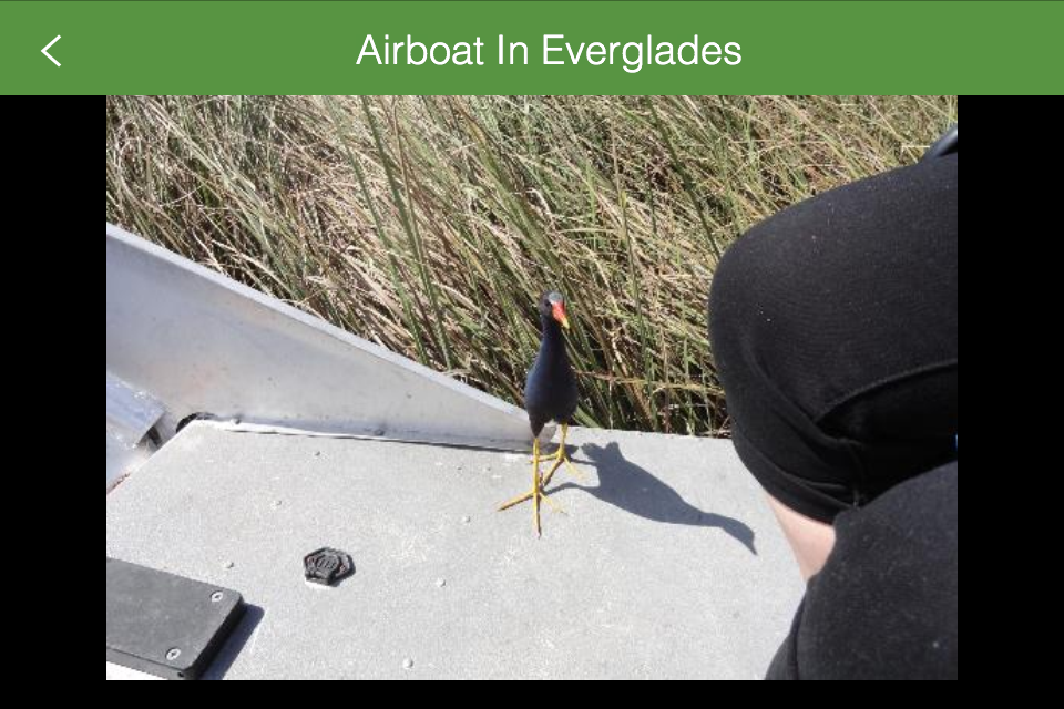everglades airboat