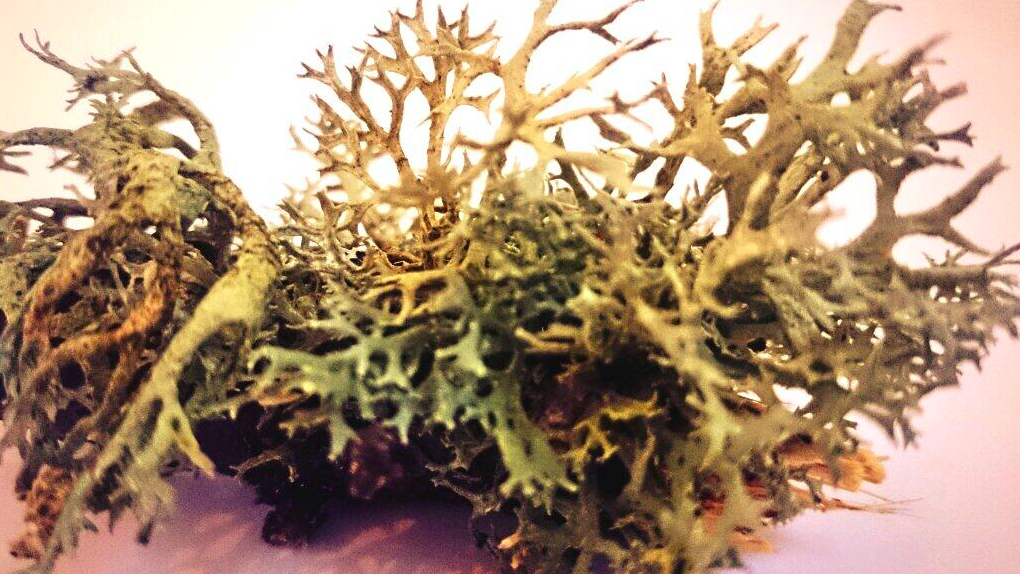 Forage Sussex OAK MOSS what’s not to Lichen!