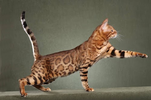 4 Exotic Cats You Can Keep As a Lovely Pet 4 Exotic Cats You Can Keep As a Lovely Pet