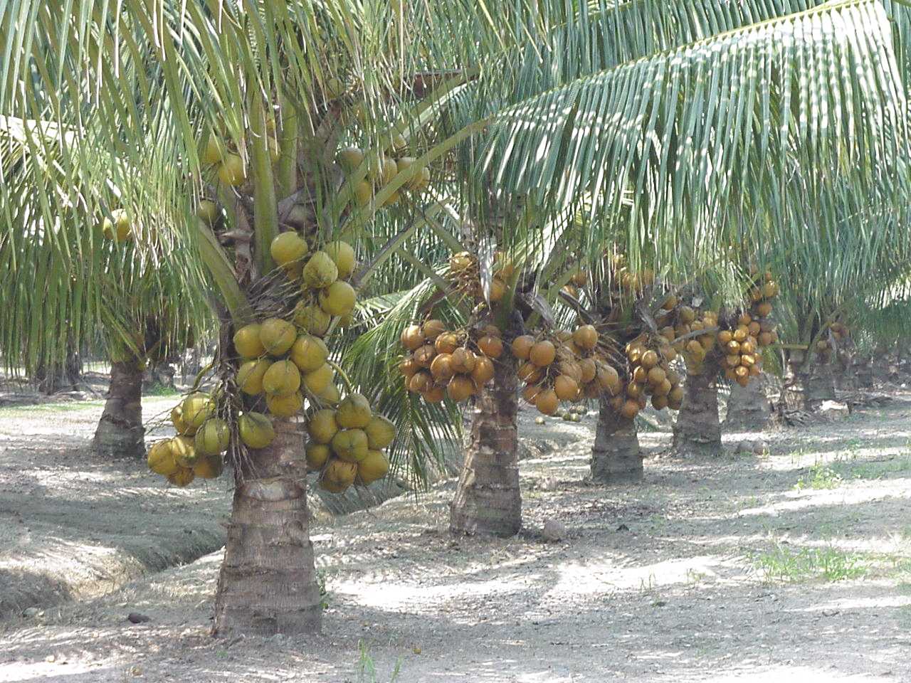The Basics of Starting a New Coconut Plantation