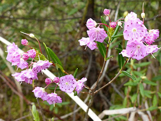 Kalmia à feuilles d'andromède - Kalmia polifolia Kalmia à feuilles d'andromède - Kalmia polifolia