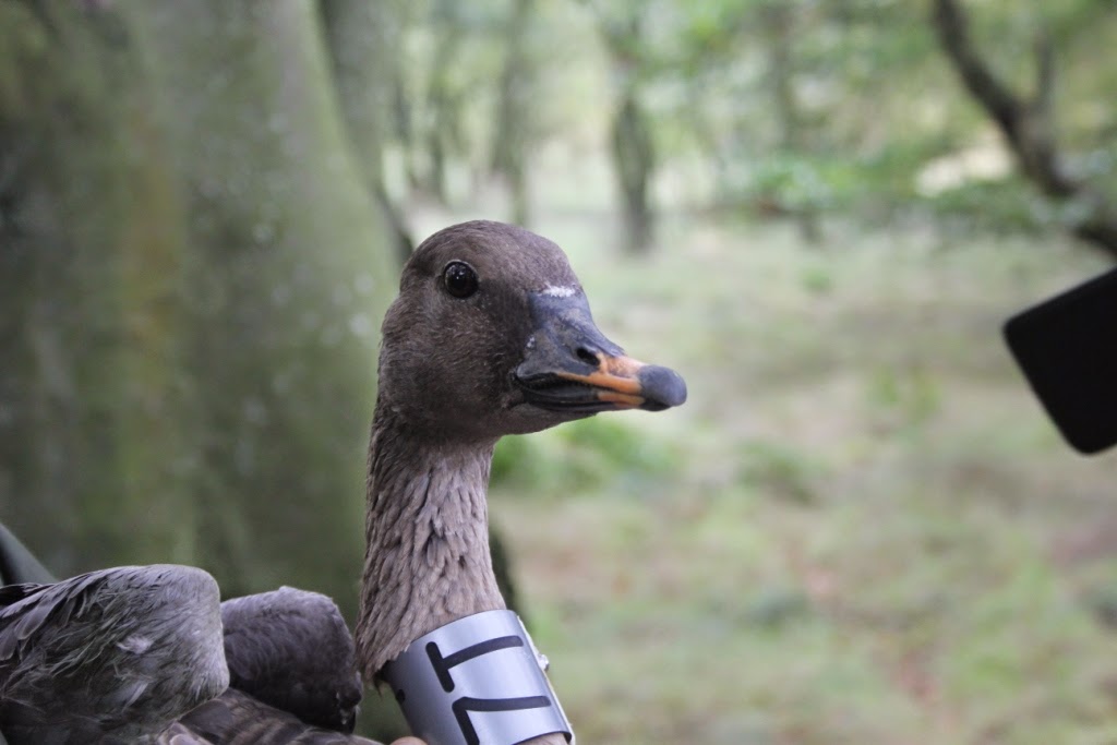 Angus' Bean Goose Blog Migration Note for Bean Goose 7T