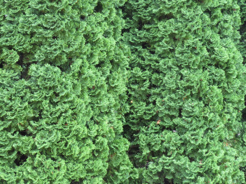 ornamental cedar trees Dow Gardens