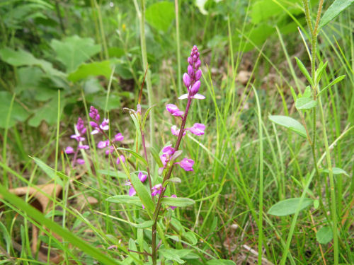 racemed milkwort