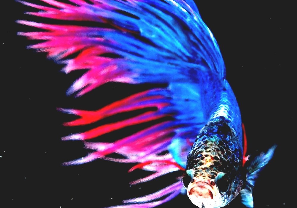 Siamese Fighting Fish Japanese Fighting Fish