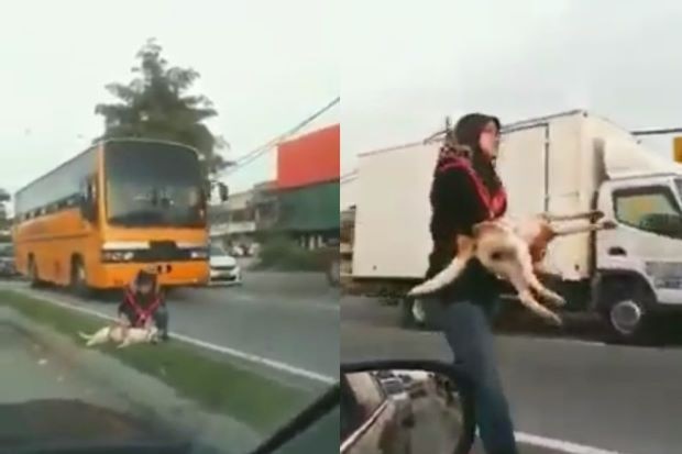 (VIDEO) Wanita Menyelamatkan Anjing Cedera Cetus Perhatian Netizen (VIDEO) Wanita Menyelamatkan Anjing Cedera Cetus Perhatian Netizen