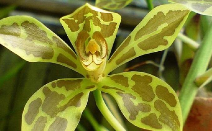 MENGENAL ANGGREK MACAN MALUKU Tips Petani MENGENAL ANGGREK MACAN MALUKU Tips Petani