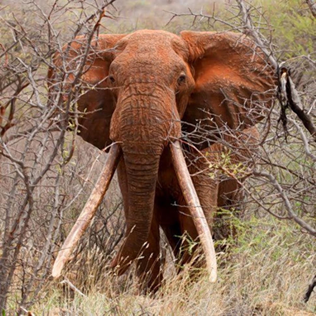 Poachers Kill Beloved Kenyan Elephant Satao Known For His Giant Tusks 