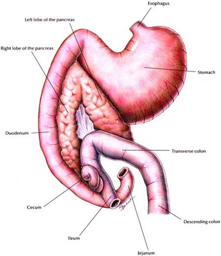 Cat Kidney And Gi Food Cat Kidney And Gi Food
