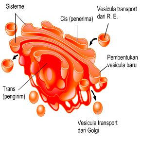 Pengertian Badan Golgi  Struktur dan Fungsi Badan Golgi 