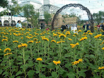 Bunga Matahari Di Bandung - Bunga Bungaaa Taman Bunga Matahari Pvj Sunflowers Sky Garden Bandung Explore Bandung Youtube : Kebun bunga matahari hadir di sky garden, paris van java mall (pvj) mulai 1 desember hingga 7 januari 2018 dalam acara sunflower festival.