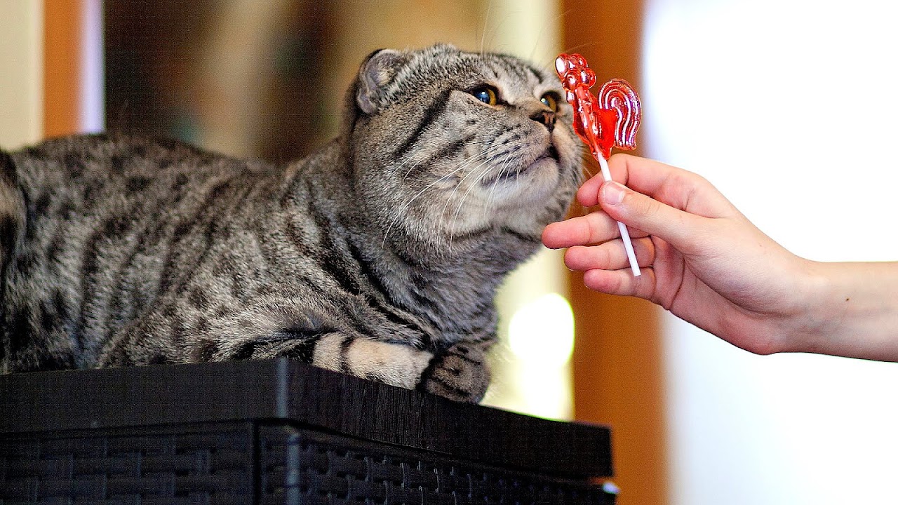 Cat senses Can Cat Cat Choices