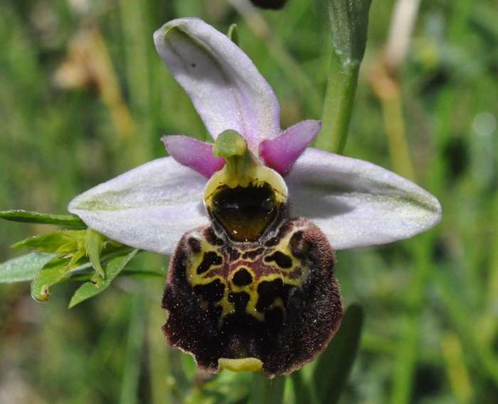 Orchidacée ophrys frelon Orchidacée ophrys frelon