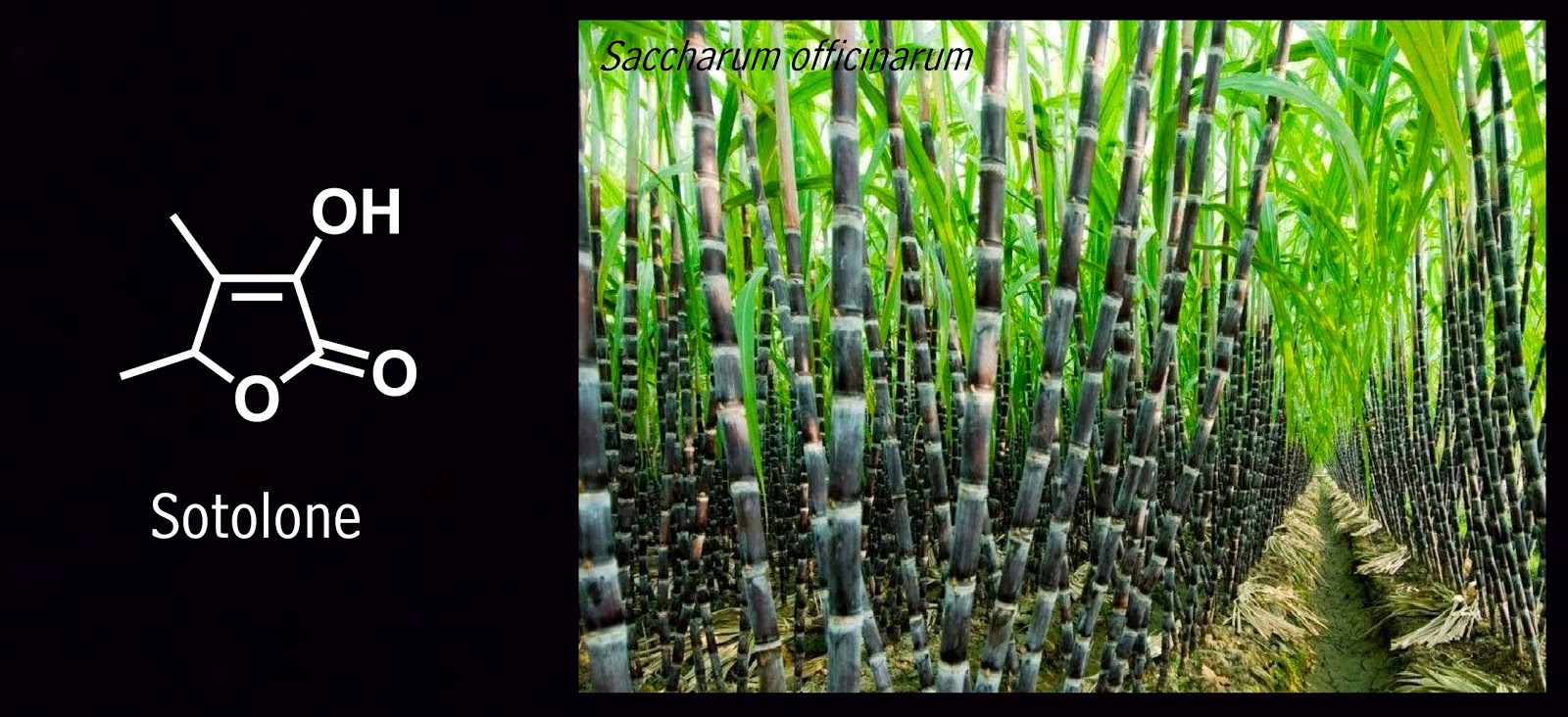 Plants Are Chemists March phytochemicals fenugreek and 'maple syrup