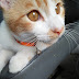 可爱猫咪正要找主人,有人要领养吗?