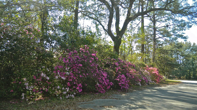 Image result for azalea hedge