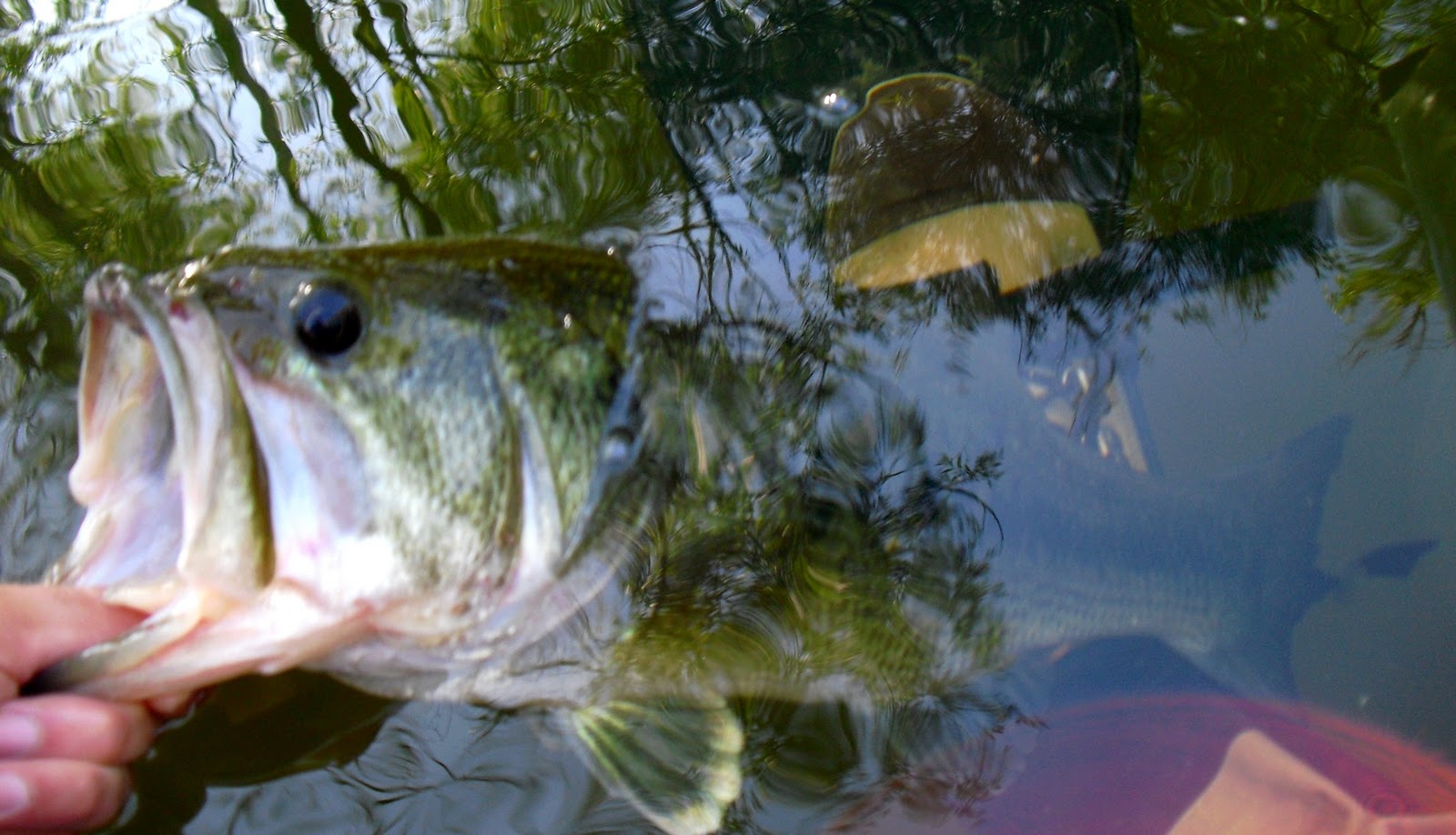 Spinning adventures Spinning al Black Bass