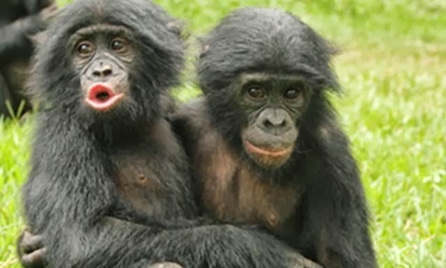 Bonobo Belajar Mengelola Emosi Mereka Seperti Anak-Anak Manusia bonobo