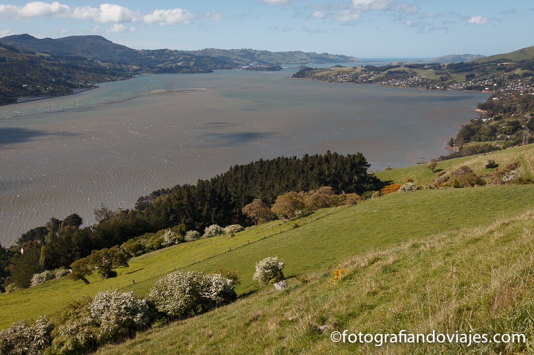 Península de Otago Península de Otago