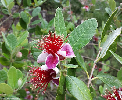 feijoa 18 05 14 C