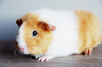 Felga Piggyboo Świnka morska rasy rex w umaszczeniu buff-white