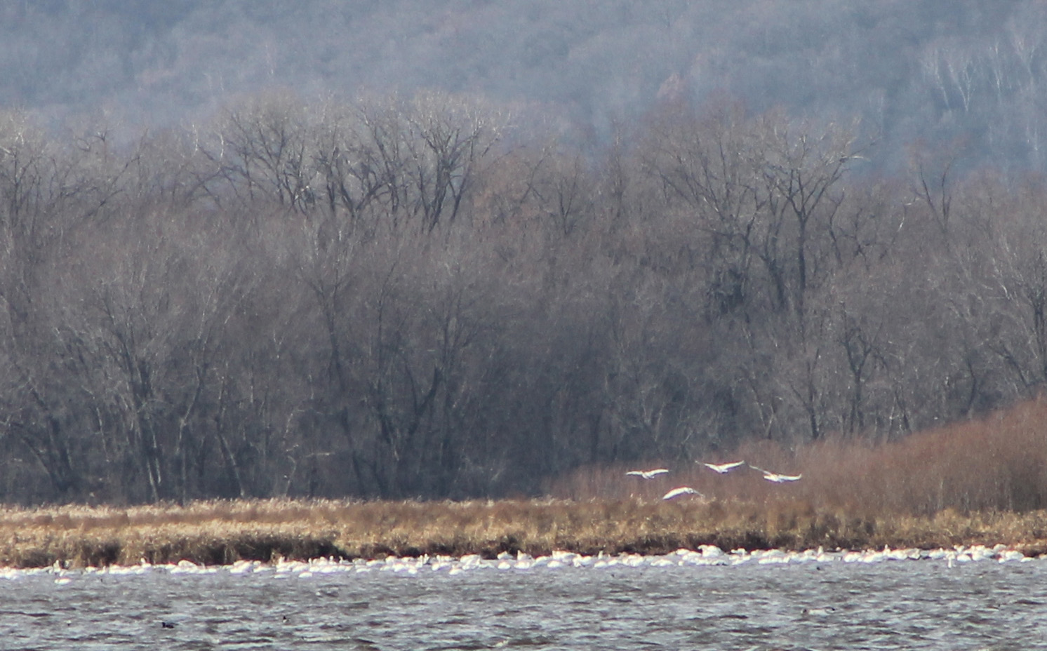 WINGS OVER ALMA TUNDRA SWANS Have Finally Arrived