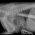 Cadelinha engole faca de 20 cm e sobrevive