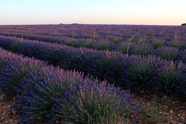 Dónde ver campos de lavanda en España