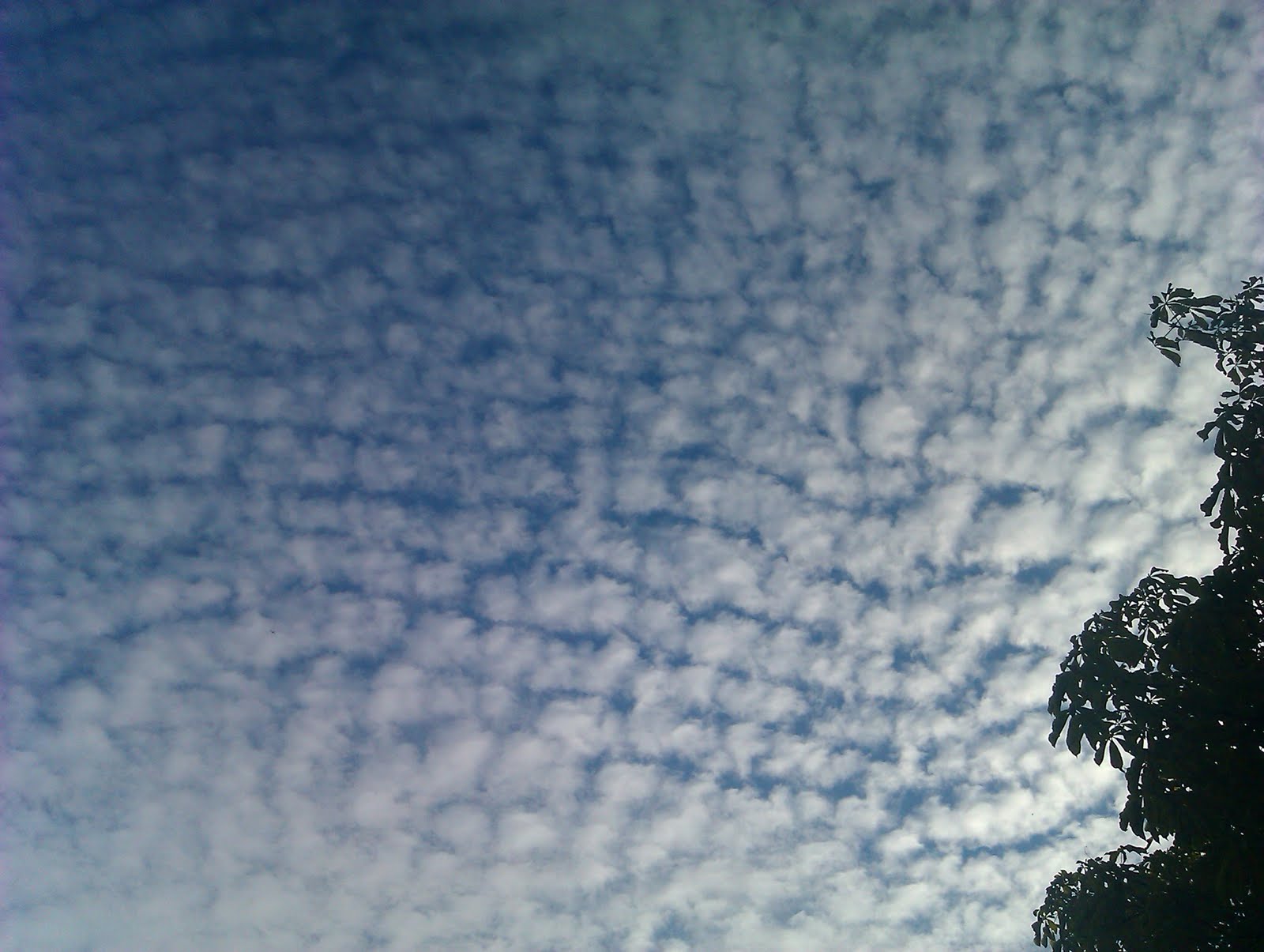 Anne in Oxfordshire Altocumulus mackerel sky......
