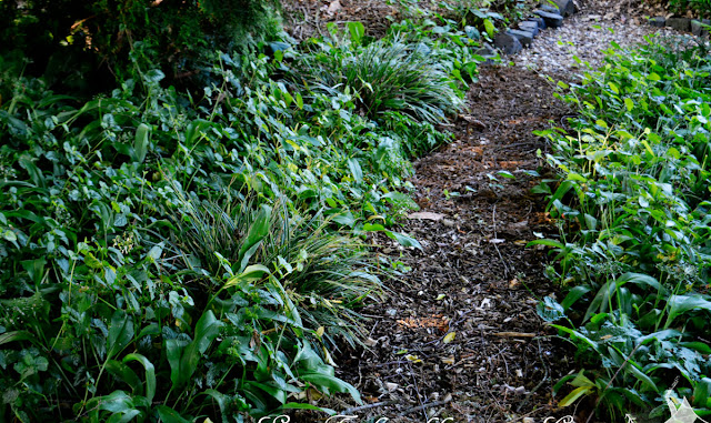 Waldweg Waldweg