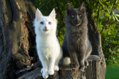 Turkish Angora Cat Breed: Personality, Health, Care and Grooming Turkish Angora Cat Breed: Personality, Health, Care and Grooming