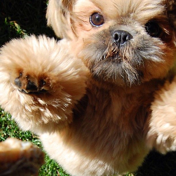 Como ensinar o cachorro a dar patinha