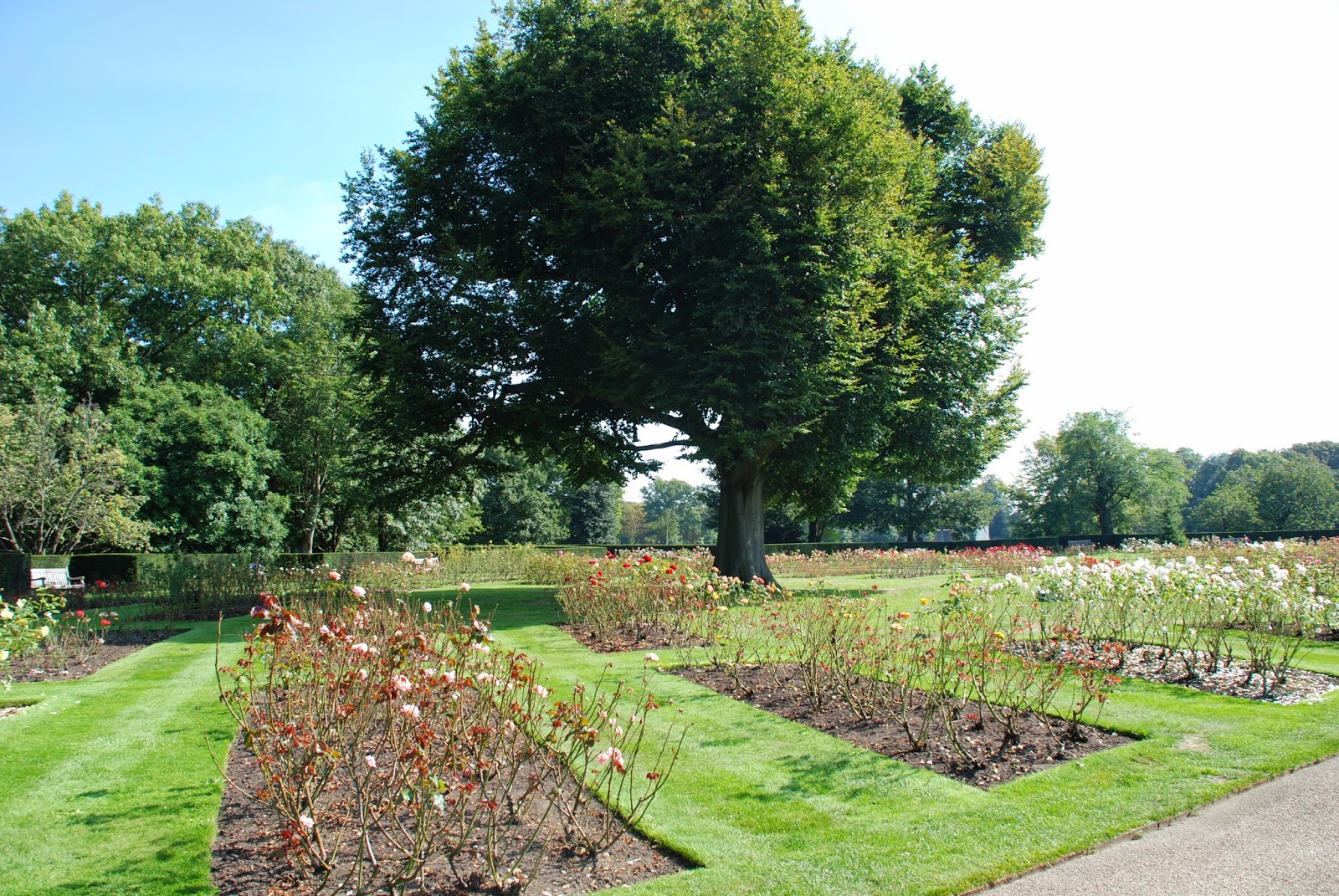 The Rose Garden, Greenwich Park The Rose Garden, Greenwich Park