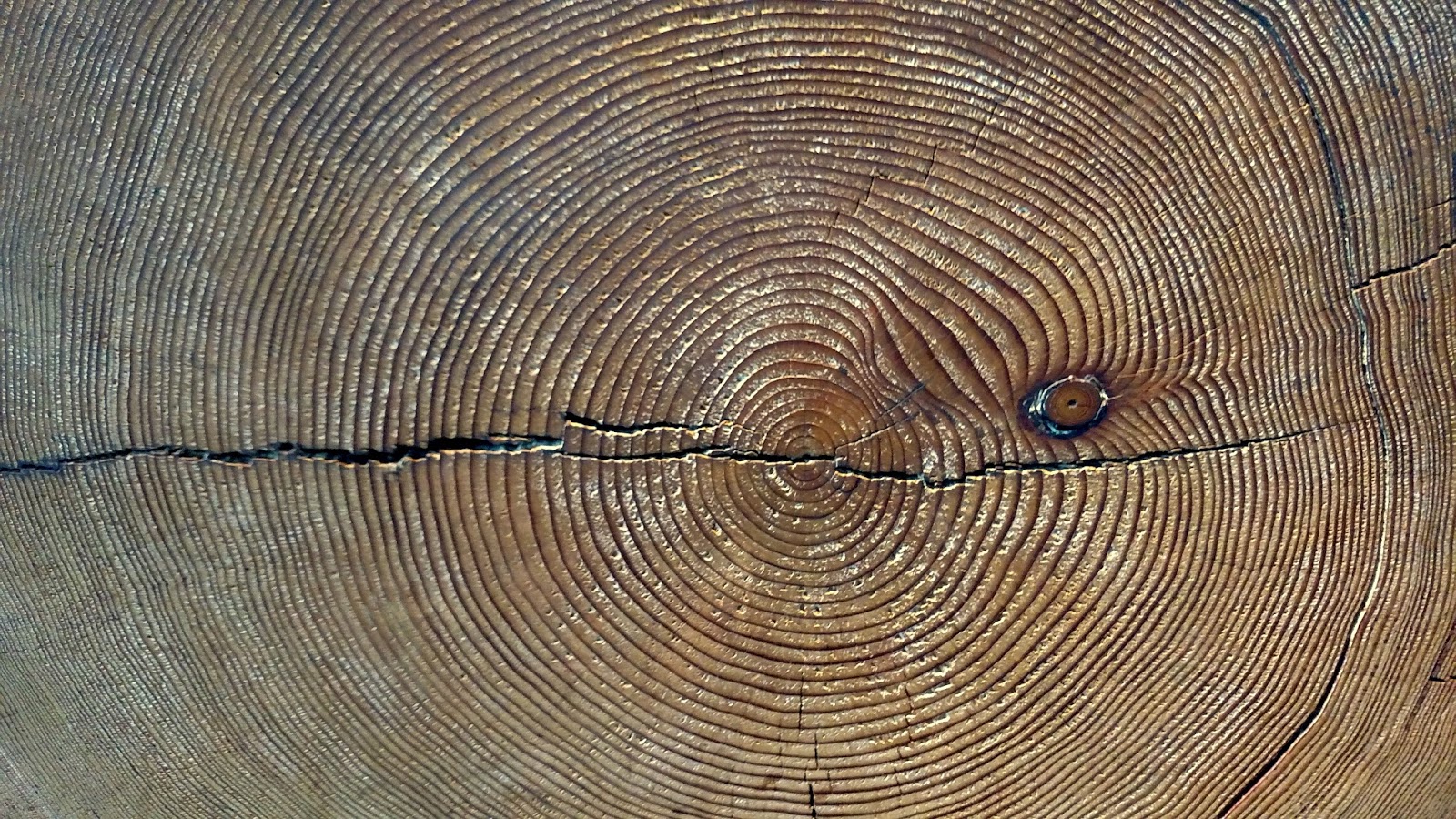 The Mathematical Tourist: Tree Rings and Old Wood