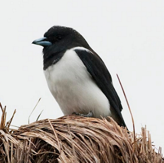 Burung Kekep Besar Kekep besar atau Great Wood-swallow yang nama ilmiahnya (Artamus maximus) ini adalah jenis burung kekep yang habitatnya juga dapat dijumpai di Indonesia.