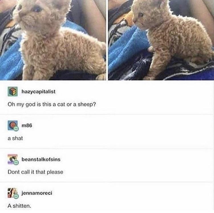 Oh my god is this a cat or a sheep? A shat - Don't call it that please