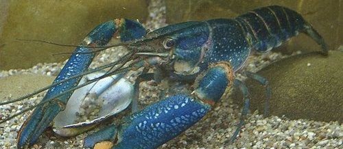Cara Mudah Pembenihan Lobster Air Tawar di Kolam Pembesaran