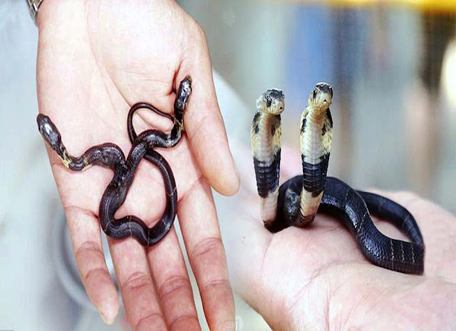 A rare bizarre snake cobra with to heads was found in China
