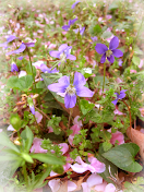 Wild Violets